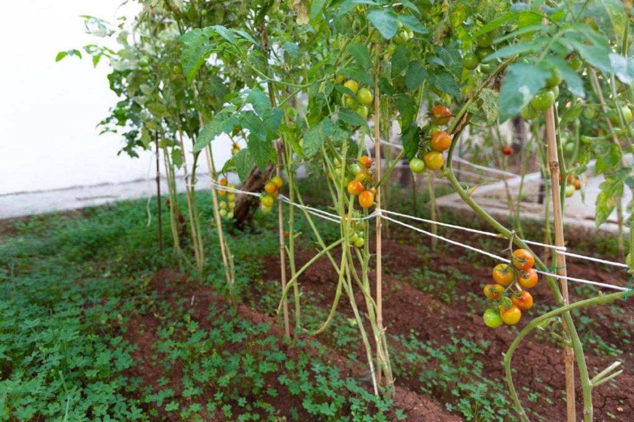 Laila'S Cozy Garden House & Studio Larnaca Exterior foto